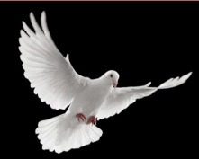 Vredige vrolijke vegan feestdagen