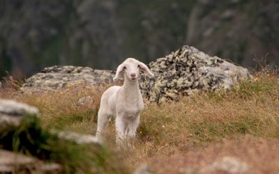 Het gebaar van die man