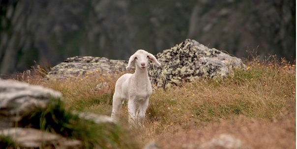 Het gebaar van die man