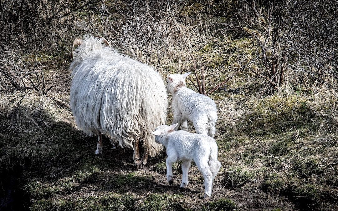 Hebben dieren een ziel?
