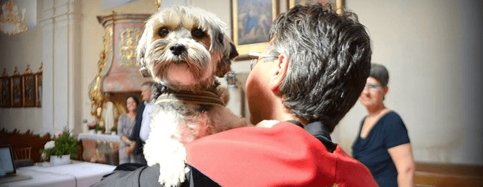 Vegan Church werkt aan mooiere wereld