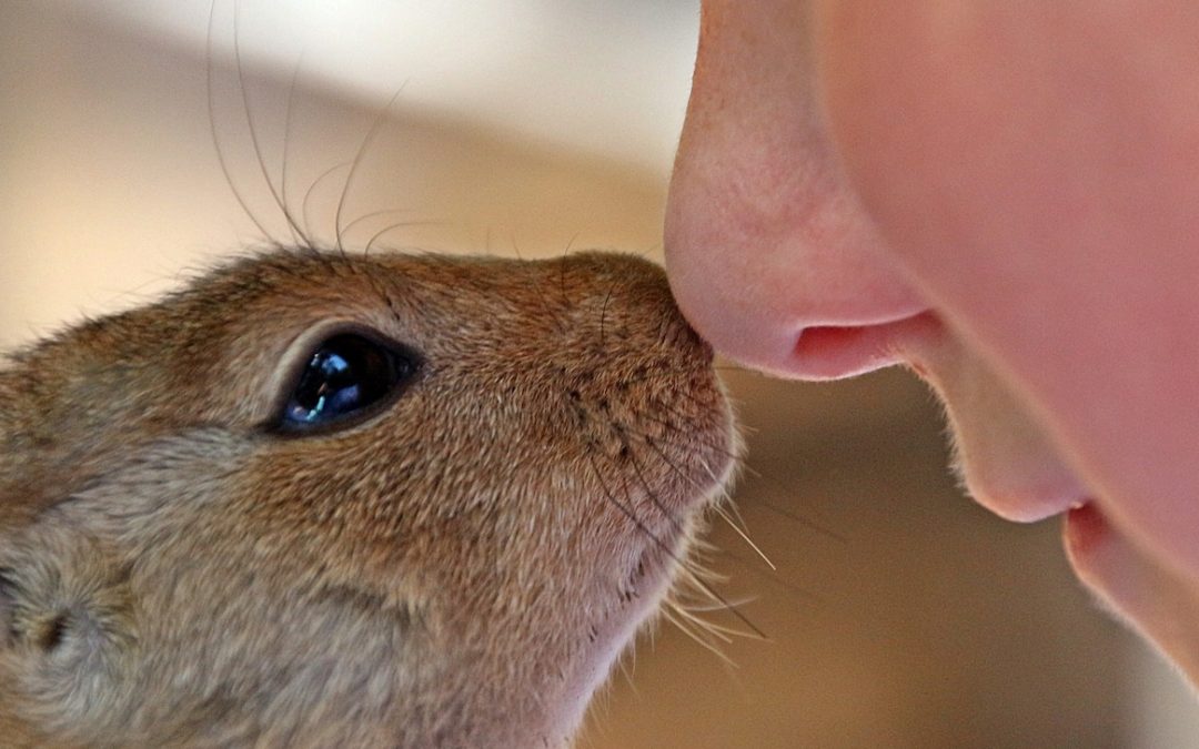 De Bijbel een vegan boek?