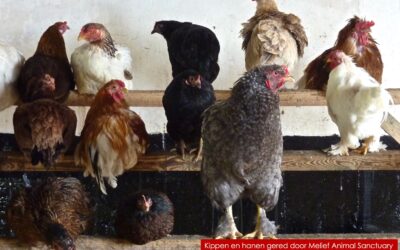 Kwartels uit de lucht, kip op je bord